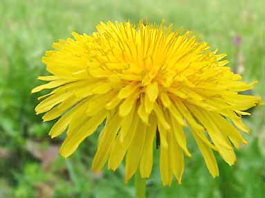 taraxacum